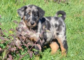 Chiots de race Berger de Beauce à vendre chez l'éleveur DE SAINTE PETRONILLE