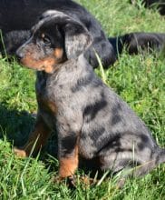 Chiots de race Berger de Beauce à vendre chez l'éleveur DE SAINTE PETRONILLE