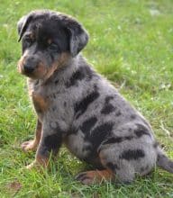 Chiots de race Berger de Beauce à vendre chez l'éleveur DE SAINTE PETRONILLE