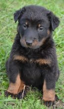 Chiots de race Berger de Beauce à vendre chez l'éleveur DE SAINTE PETRONILLE