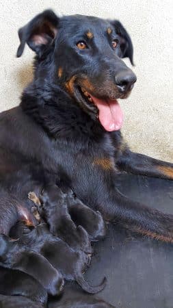 Image de la portée de chiot de l'élévage EI LEPRAT-LEMERLE SONIA