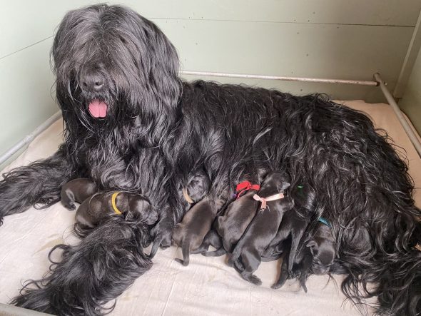 Image de la portée de chiot de l'élévage EOUZAN NADEGE