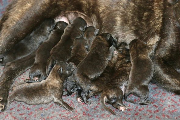 Image de la portée de chiot de l'élévage VILLAUME FREDERIC