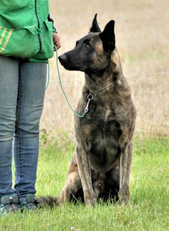 Image de la portée de chiot de l'élévage DE LA POMMERAIE DES LOUPS