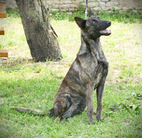 Image de la portée de chiot de l'élévage DE LA POMMERAIE DES LOUPS