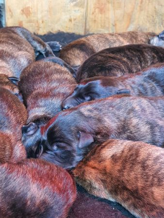 Image de la portée de chiot de l'élévage DE LA POMMERAIE DES LOUPS