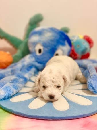 Image de la portée de chiot de l'élévage DE L’ARCHE ROYALE D’ORION