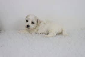 Chiots de race Bichon frisé à vendre chez l'éleveur DE LA GRANDE EQUINOXE