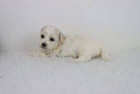 Chiots de race Bichon frisé à vendre chez l'éleveur DE LA GRANDE EQUINOXE