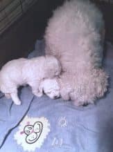 Chiots d'apparence Bichon frisé à vendre chez l'éleveur BUSEYNE MARTINE