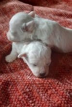 Chiots d'apparence Bichon frisé à vendre chez l'éleveur BUSEYNE MARTINE