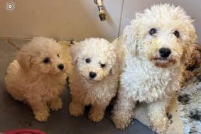 Chiots d'apparence Bichon frisé à vendre chez l'éleveur des chtis loulou