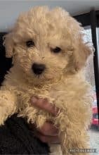 Chiots d'apparence Bichon frisé à vendre chez l'éleveur des chtis loulou