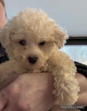 Chiots d'apparence Bichon frisé à vendre chez l'éleveur des chtis loulou