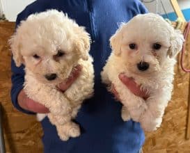 Chiots d'apparence Bichon frisé à vendre chez l'éleveur des chtis loulou