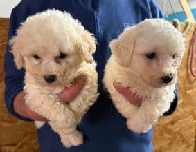 Chiots d'apparence Bichon frisé à vendre chez l'éleveur des chtis loulou