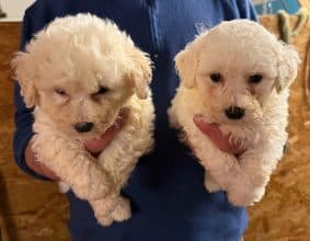 Chiots d'apparence Bichon frisé à vendre chez l'éleveur des chtis loulou