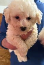 Chiots d'apparence Bichon frisé à vendre chez l'éleveur des chtis loulou