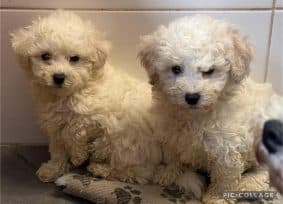 Chiots d'apparence Bichon frisé à vendre chez l'éleveur des chtis loulou