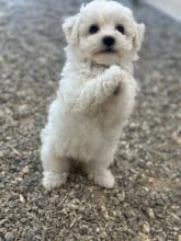 Chiots de race Bichon frisé à vendre chez l'éleveur SCEA DU MOULIN DE MADJURIE