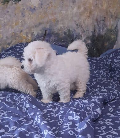 Image de la portée de chiot de l'élévage BUSEYNE MARTINE