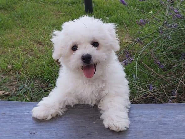 Image de la portée de chiot de l'élévage LE DOMAINE DU FEU COCHARD