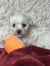 Chiots de race Bichon frisé à vendre chez l'éleveur SCEA DU MOULIN DE MADJURIE