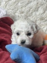 Chiots de race Bichon frisé à vendre chez l'éleveur SCEA DU MOULIN DE MADJURIE