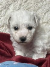 Chiots de race Bichon frisé à vendre chez l'éleveur SCEA DU MOULIN DE MADJURIE