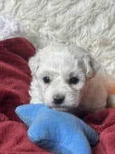 Chiots de race Bichon frisé à vendre chez l'éleveur SCEA DU MOULIN DE MADJURIE