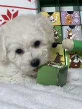 Chiots de race Bichon frisé à vendre chez l'éleveur SCEA DU MOULIN DE MADJURIE