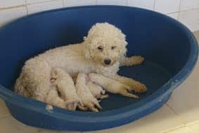 Chiots de race Bichon frisé à vendre chez l'éleveur DU PALAIS DES PAPES