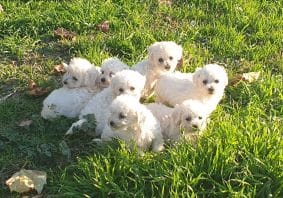 Chiots de race Bichon frisé à vendre chez l'éleveur DU PALAIS DES PAPES