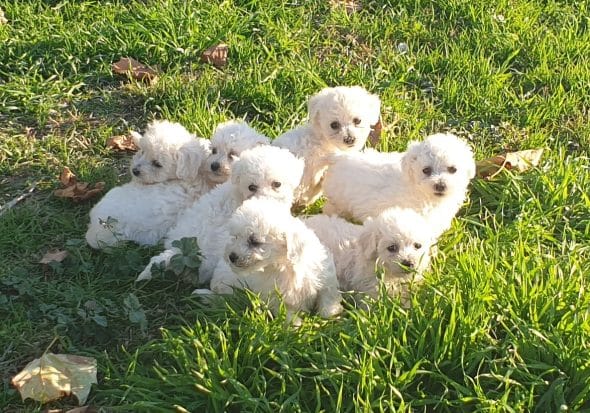 Image de la portée de chiot de l'élévage DU PALAIS DES PAPES