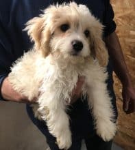 Chiots d'apparence Bichon frisé à vendre chez l'éleveur SARL YAKARI SERVICES ANIMAUX