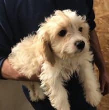 Chiots d'apparence Bichon frisé à vendre chez l'éleveur SARL YAKARI SERVICES ANIMAUX