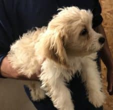 Chiots d'apparence Bichon frisé à vendre chez l'éleveur SARL YAKARI SERVICES ANIMAUX