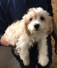 Chiots d'apparence Bichon frisé à vendre chez l'éleveur SARL YAKARI SERVICES ANIMAUX