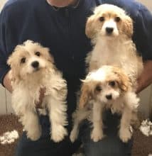 Chiots d'apparence Bichon frisé à vendre chez l'éleveur SARL YAKARI SERVICES ANIMAUX