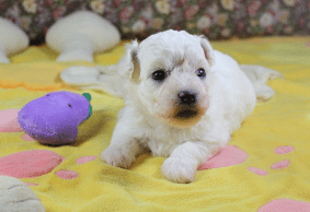 Chiots de race Bichon frisé à vendre chez l'éleveur KUNTZ Denis