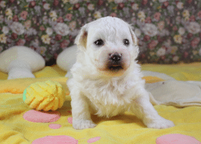 Chiots de race Bichon frisé à vendre chez l'éleveur KUNTZ Denis