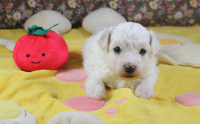 Chiots de race Bichon frisé à vendre chez l'éleveur KUNTZ Denis