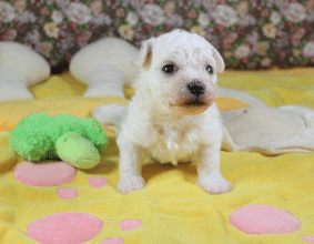 Chiots de race Bichon frisé à vendre chez l'éleveur KUNTZ Denis