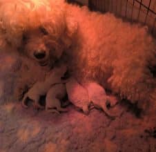 Chiots de race Bichon frisé à vendre chez l'éleveur SCEA SANDALVI