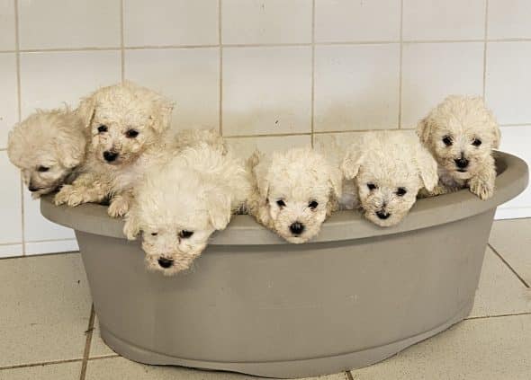 Image de la portée de chiot de l'élévage DU PALAIS DES PAPES