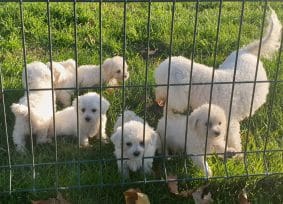 Chiots de race Bichon frisé à vendre chez l'éleveur DU PALAIS DES PAPES