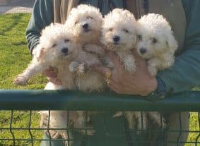 Chiots de race Bichon frisé à vendre chez l'éleveur DU PALAIS DES PAPES