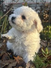 Chiots de race Bichon frisé à vendre chez l'éleveur SCEA DU MOULIN DE MADJURIE