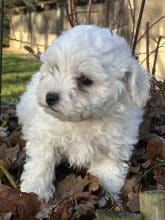 Chiots de race Bichon frisé à vendre chez l'éleveur SCEA DU MOULIN DE MADJURIE