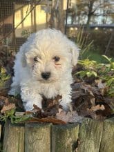 Chiots de race Bichon frisé à vendre chez l'éleveur SCEA DU MOULIN DE MADJURIE